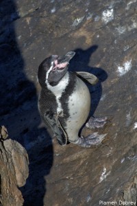 Humboldt Penguin