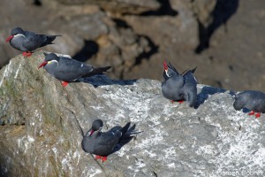 Inca Tern