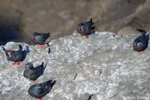 Inca Tern