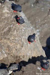 Inca Tern