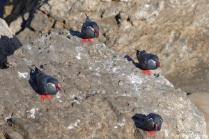 Inca Tern