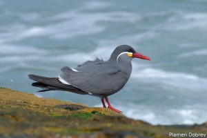 Inca Tern