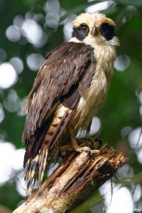 Laughing Falcon