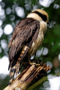 Laughing Falcon