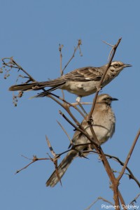 Long Tailed Mocking Bird