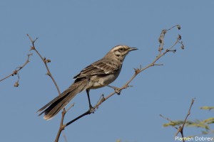 Long Tailed Mocking Bird