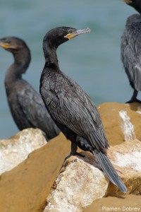 Neotropic Cormorant
