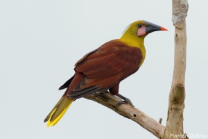 Olive Oropendola