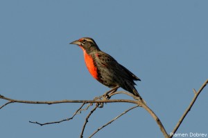 Peruvian Medow Lark