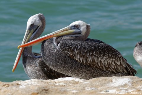 Peruvian Pelican