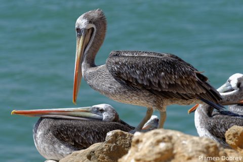 Peruvian Pelican