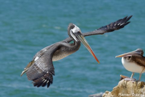 Peruvian Pelican