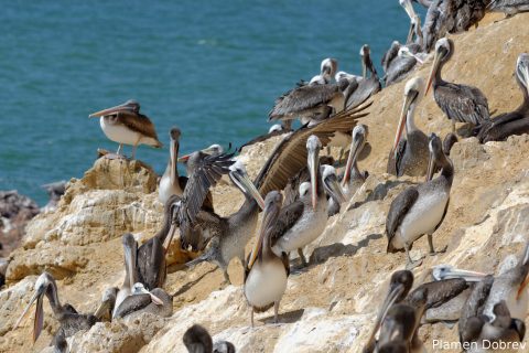 Peruvian Pelican