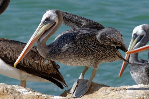 Peruvian Pelican