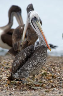 Peruvian Pelican