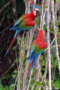 Red and Green Macaw