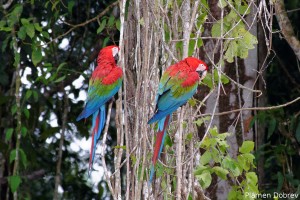 Red and Green Macaw