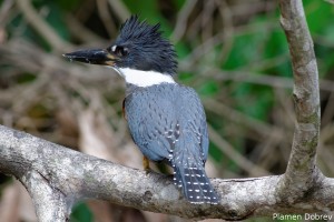 Ringed Kingfisher