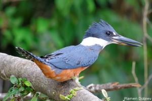 Ringed Kingfisher