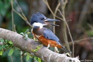 Ringed Kingfisher