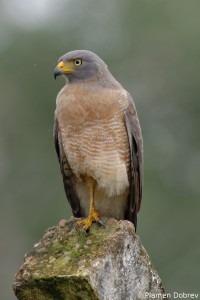 Road Side Hawk
