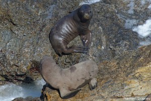 Sea Lion