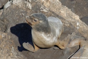 Sea Lion