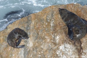 Sea Lion