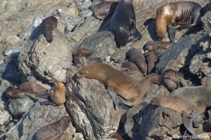 Sea Lion