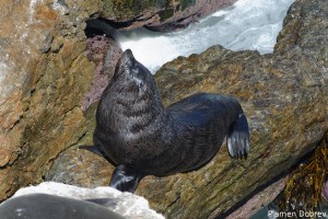 Sea Lion