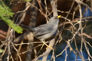 Slender Billed Finch