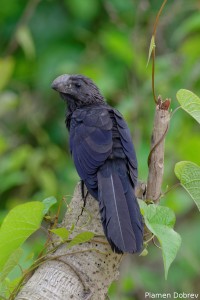 Smoothed Billed Ani