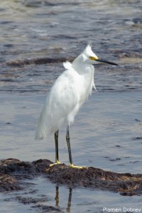 Snowy Egret