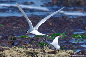 South American Tern
