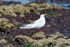 South American Tern