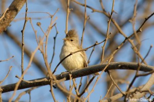 Southern Bearded Tyranunlet