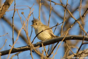Southern Bearded Tyranunlet