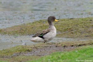Speckled Teal