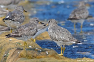Surf Bird