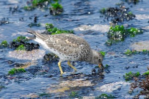 Surf Bird