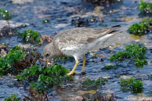 Surf Bird