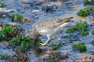 Surf Bird