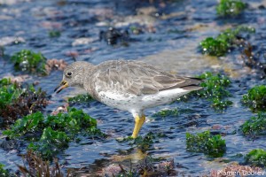 Surf Bird