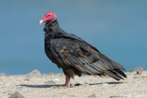 Turkey Vulture
