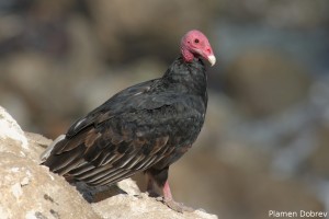 Turkey Vulture