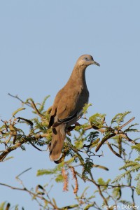 West Peruvian Dove