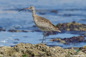 Whimbrel