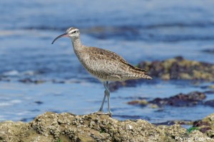 Whimbrel