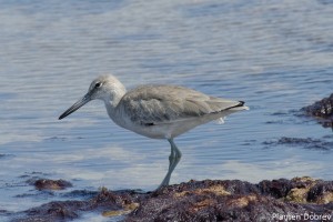 Western Willet