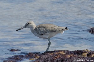 Western Willet
